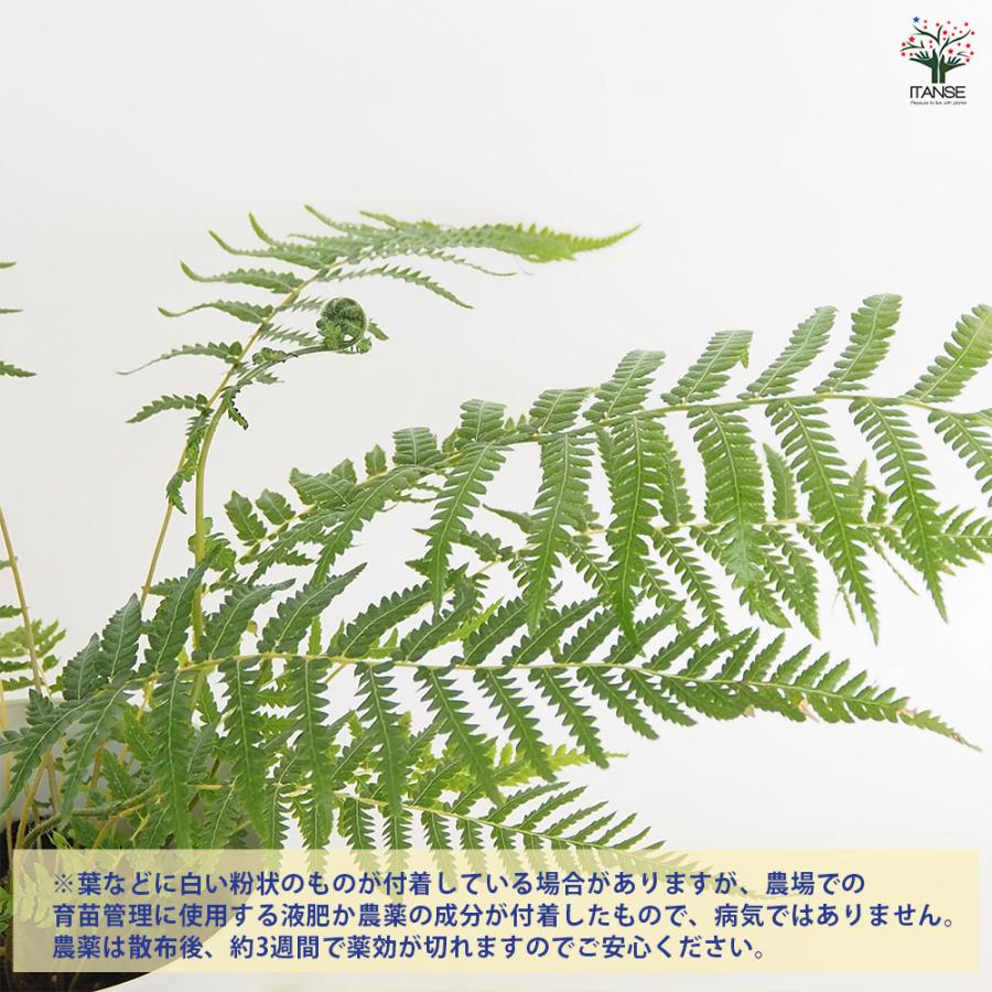 ディクソニア アンタルクティカ 観葉植物 5号/1個売り 木性 シダ