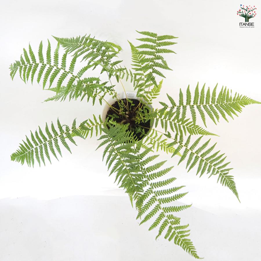 希少❗️ タスマニア産 幹太ディクソニア　アンタルクティカ 発根済み　シダ植物 ディクソニア アンタルクティカ 4号ポット苗 : 苗木部 花ひろば