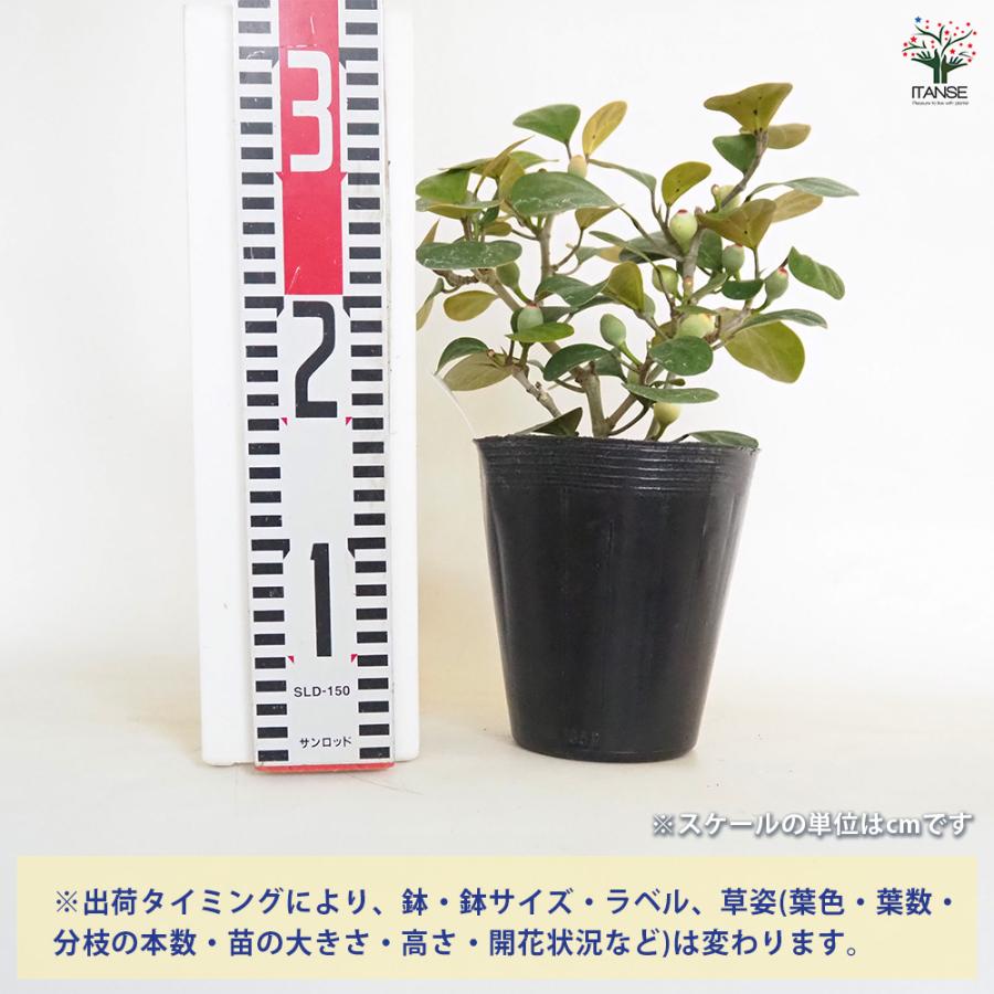 フィカス ゴールドコイン 観葉植物 5号/1個売り リビング オフィス 事務所 インテリア お祝い 新築祝い 引越し祝い 結婚祝い 新生活
