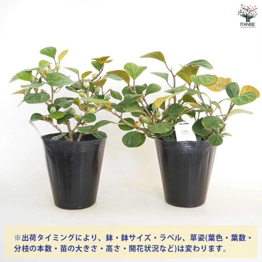 フィカス ゴールドコイン 観葉植物 5号/1個売り リビング オフィス