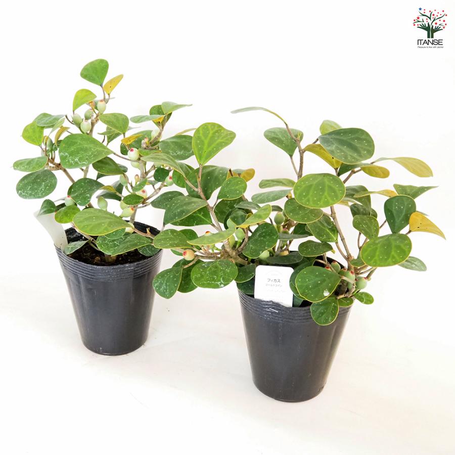 フィカス ゴールドコイン 観葉植物 5号/1個売り リビング オフィス 事務所 インテリア お祝い 新築祝い 引越し祝い 結婚祝い 新生活