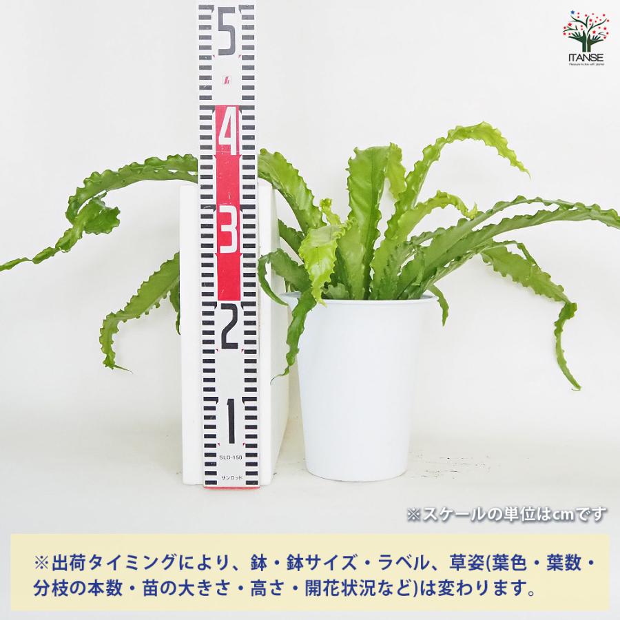 【現品】オオタニワタリ　天然ヘゴ付き　（1） 現品】オオタニワタリ 天然ヘゴ付き （1）