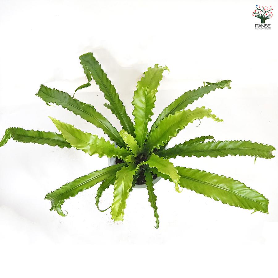 オオタニワタリ(大谷渡) オオサカ 観葉植物 6号/1個売り Bird's nest