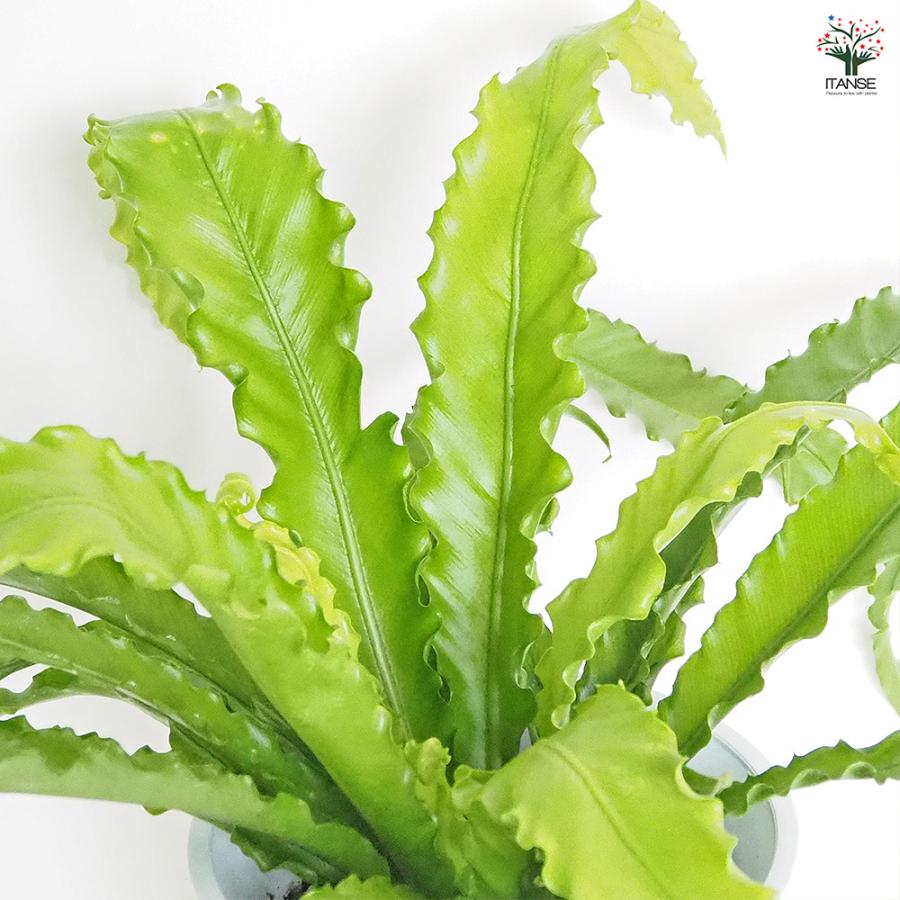 オオタニワタリ(大谷渡) オオサカ 観葉植物 6号/1個売り Bird's nest