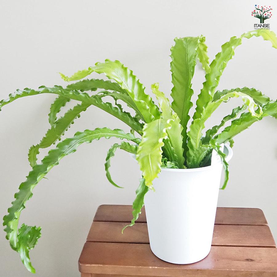 オオタニワタリ(大谷渡) オオサカ 観葉植物 6号/1個売り Bird's