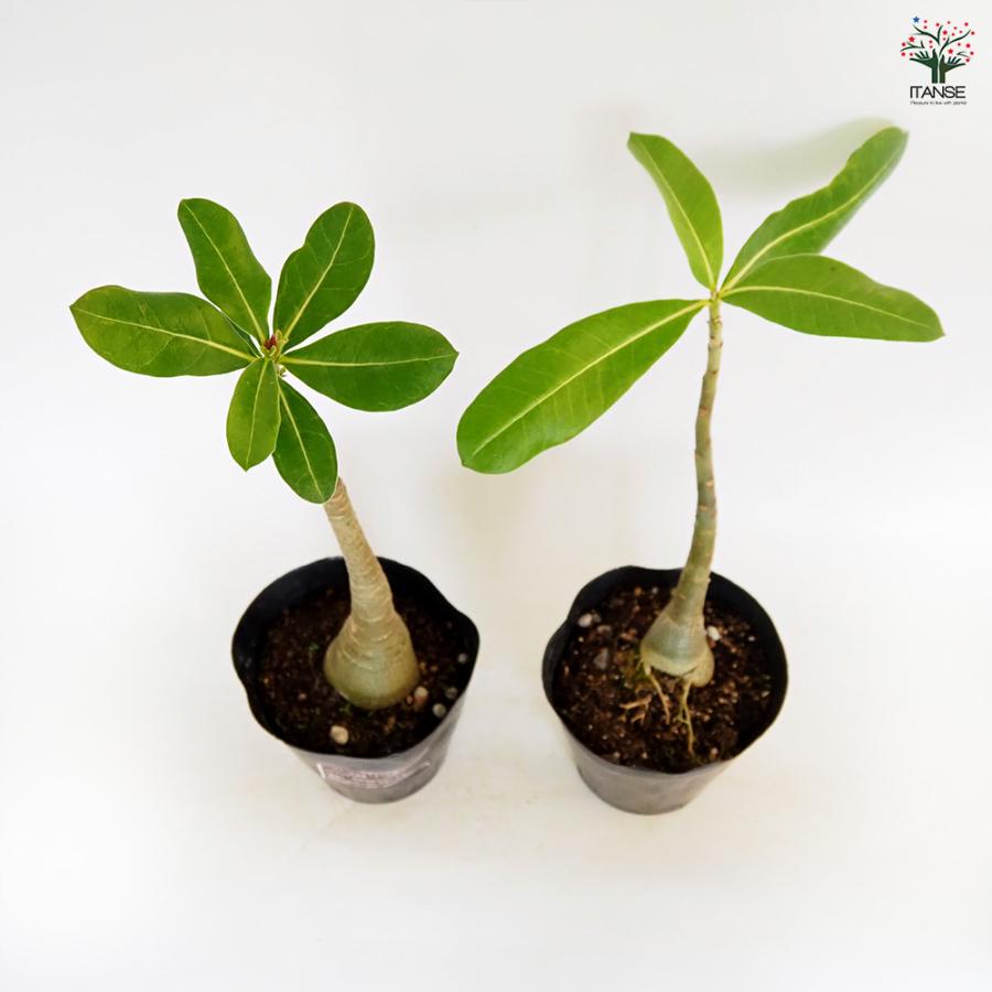 アデニウム アラビカム ブラックジャイアント 観葉植物 5号/1個売り