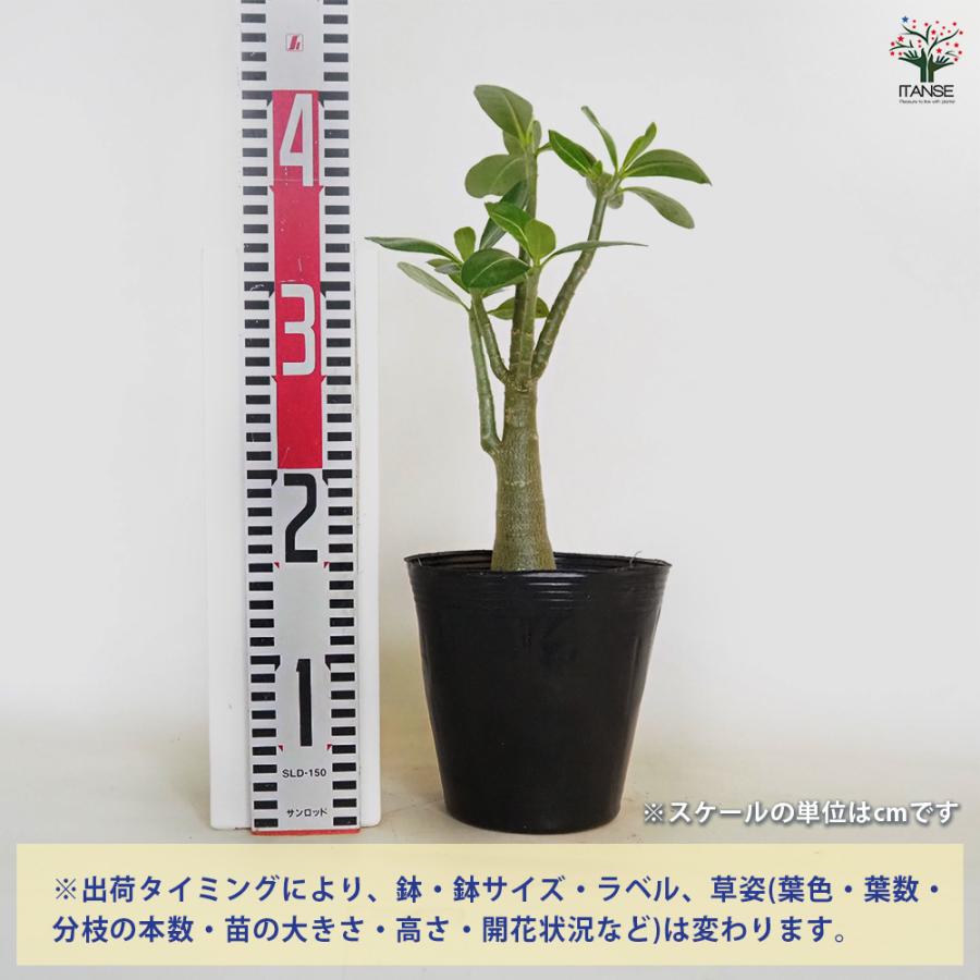 アデニウム アラビカム ブラックステム 観葉植物 5号/1個売り リビング
