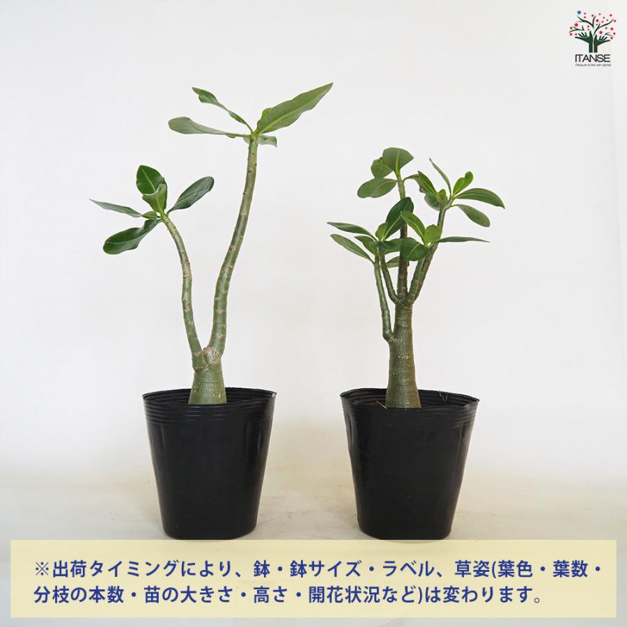 アデニウム アラビカム ブラックステム 観葉植物 5号/1個売り リビング