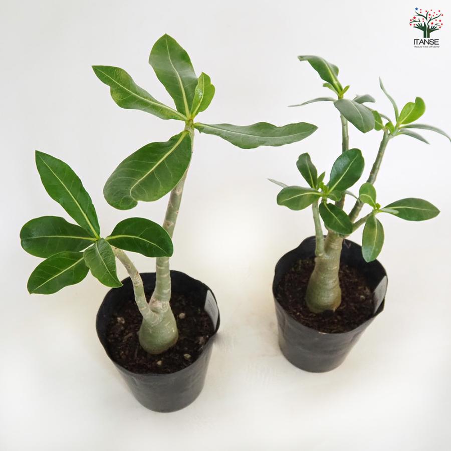 アデニウム　アラビカム　約5号鉢　No.013　鉢、送料込 5号サイズ【塊根植物】アデニウム アラビカム モンスター 鉢ごと配送