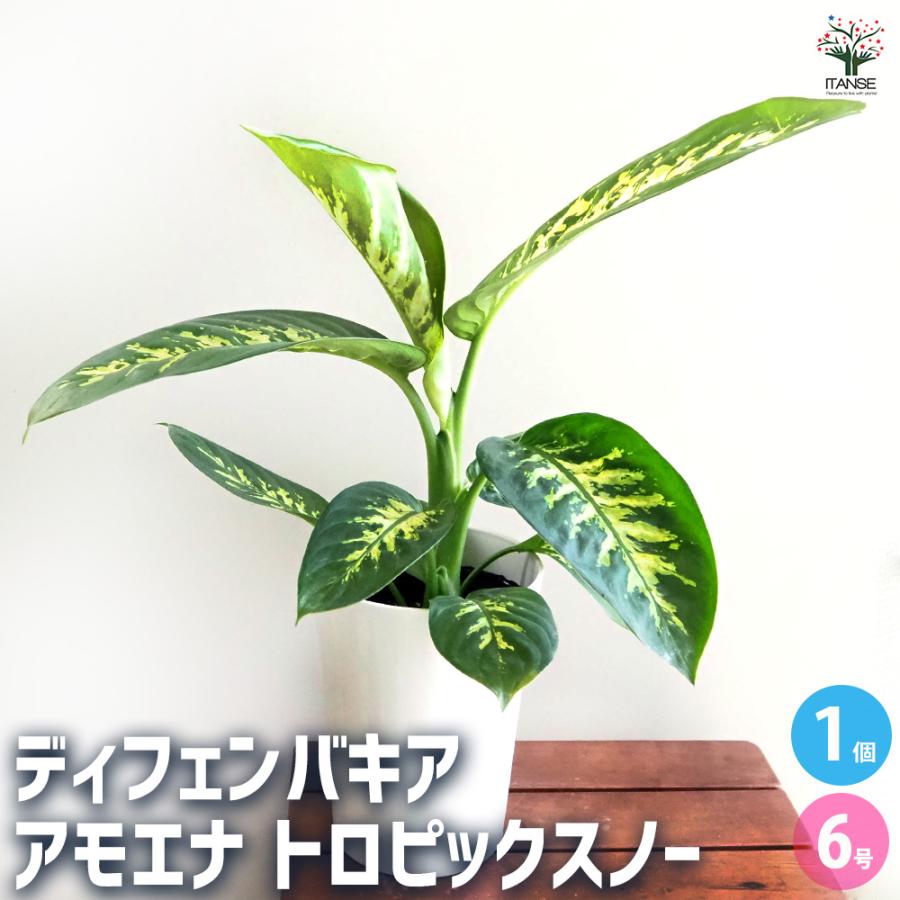 ディフェンバキア アモエナ トロピックスノー 観葉植物 6号/1個売り