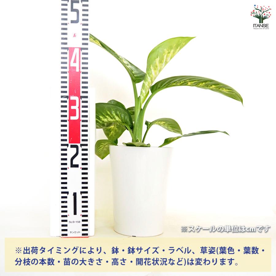 ディフェンバキア アモエナ トロピックスノー 観葉植物 6号/1個売り