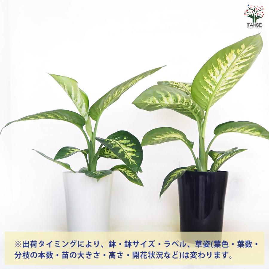 ディフェンバキア アモエナ トロピックスノー 観葉植物 6号/1個売り