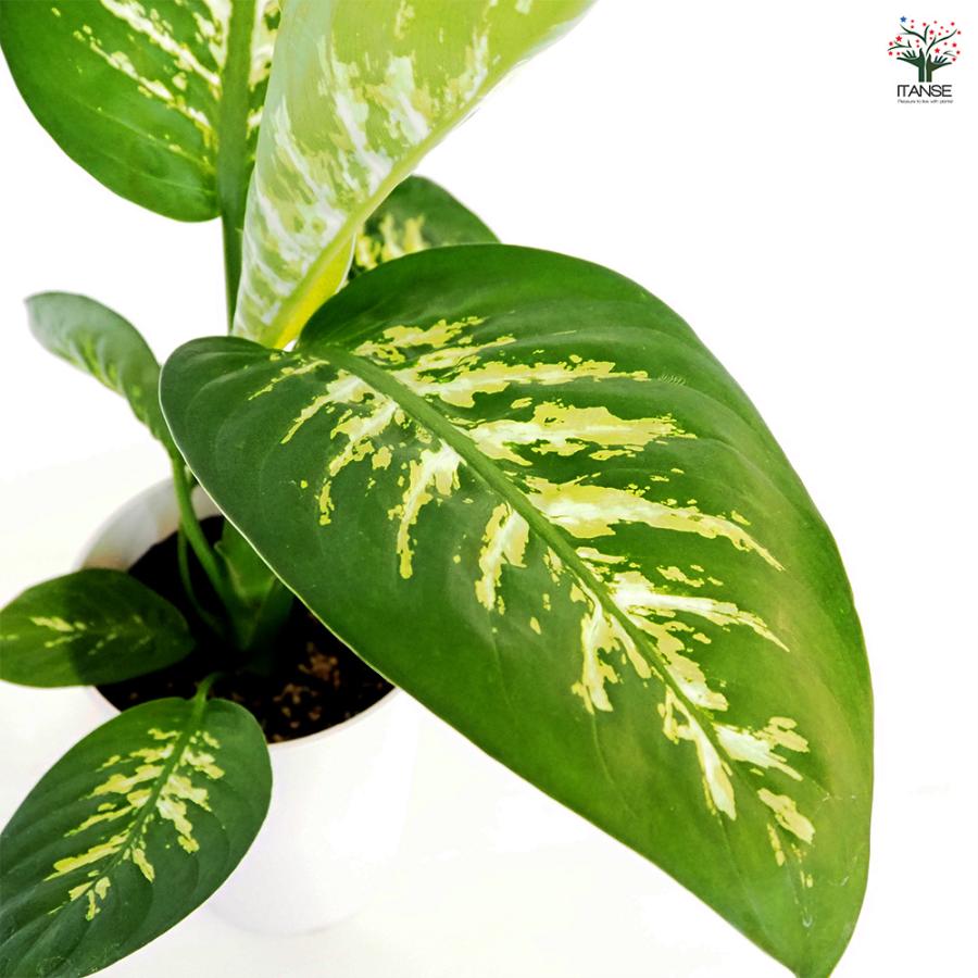 ディフェンバキア アモエナ トロピックスノー 観葉植物 6号/1個売り