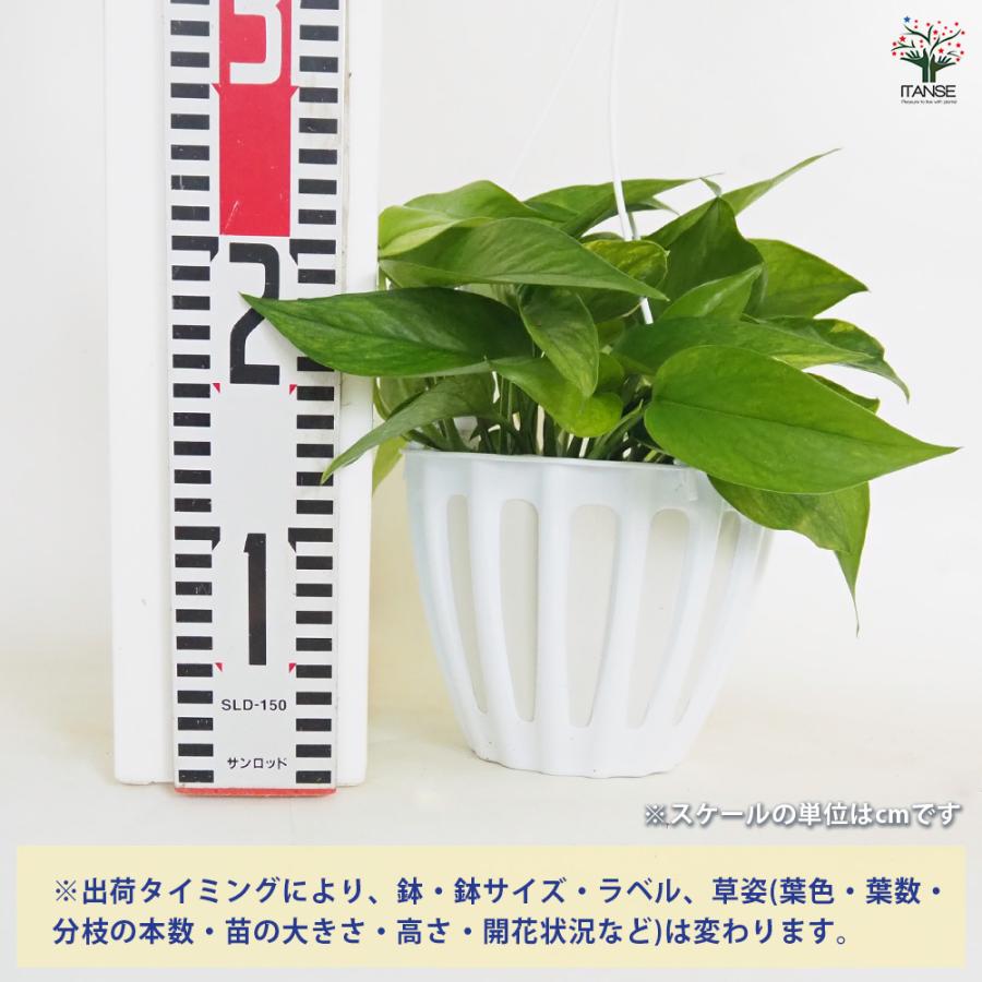 ポトス テルノアマゾン 吊鉢 観葉植物 5号/1個売り 観葉 インテリア