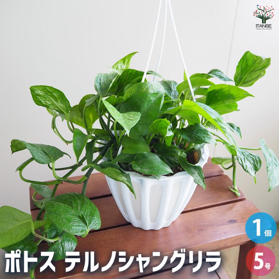 テルノキャスト　ポトス　5号　観葉植物　ハンギング　１鉢そのまま ポトス テルノシャングリラ 吊鉢 観葉植物 5号/1個売り 観葉