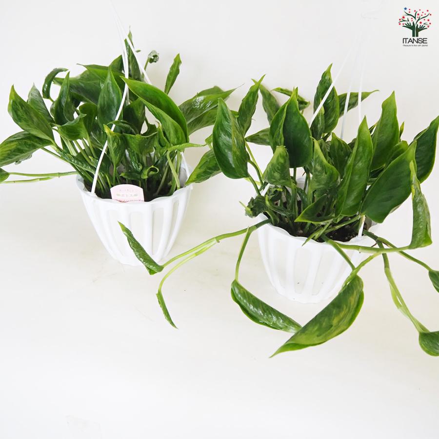 ポトス テルノシャングリラ 吊鉢 観葉植物 5号/1個売り 観葉
