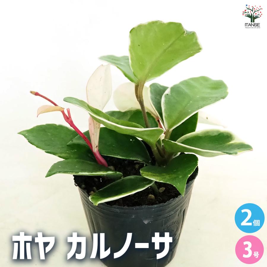 ホヤ カルノーサ 観葉植物 3号/お買い得2個セット サクララン ワックス