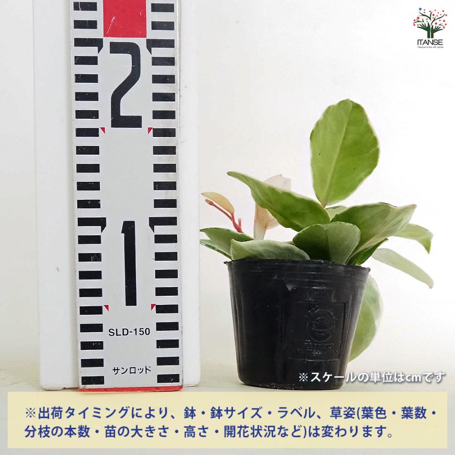 ホヤ カルノーサ 観葉植物 3号/お買い得2個セット サクララン ワックス