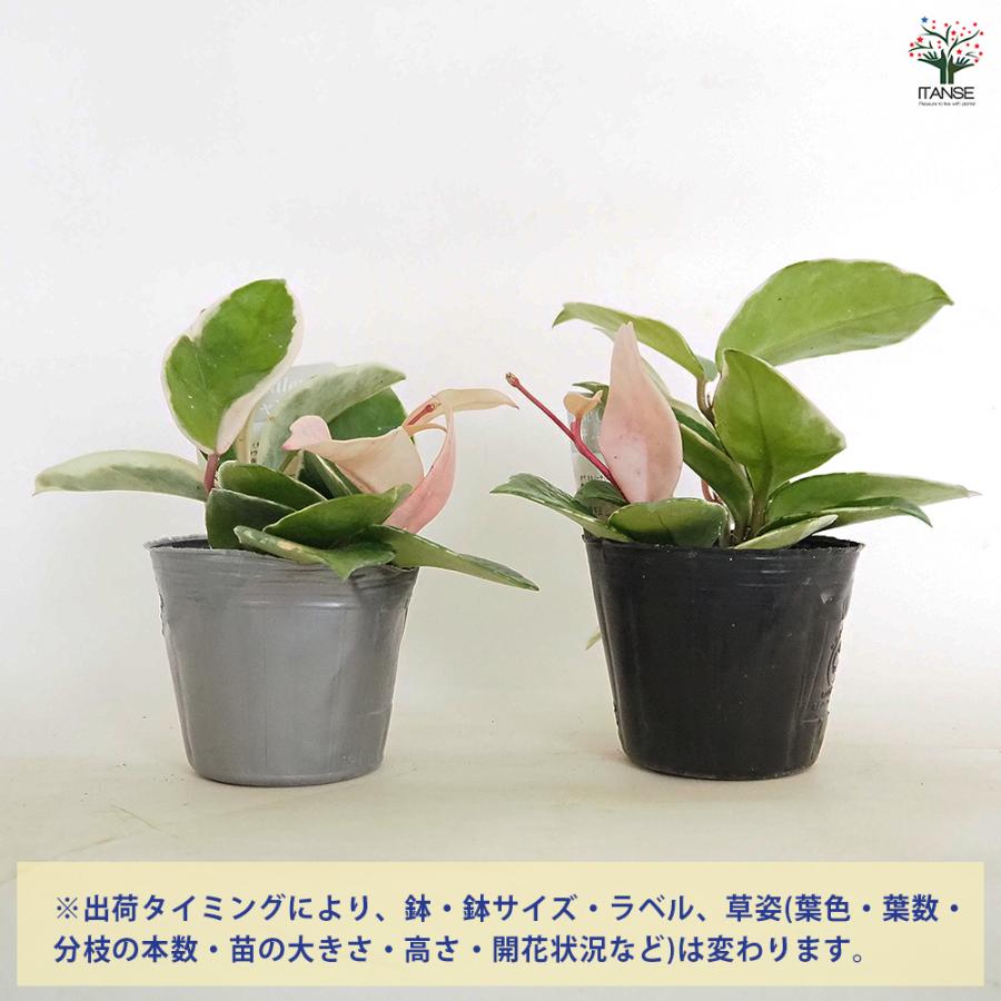 ホヤ カルノーサ 観葉植物 3号/お買い得2個セット サクララン ワックス