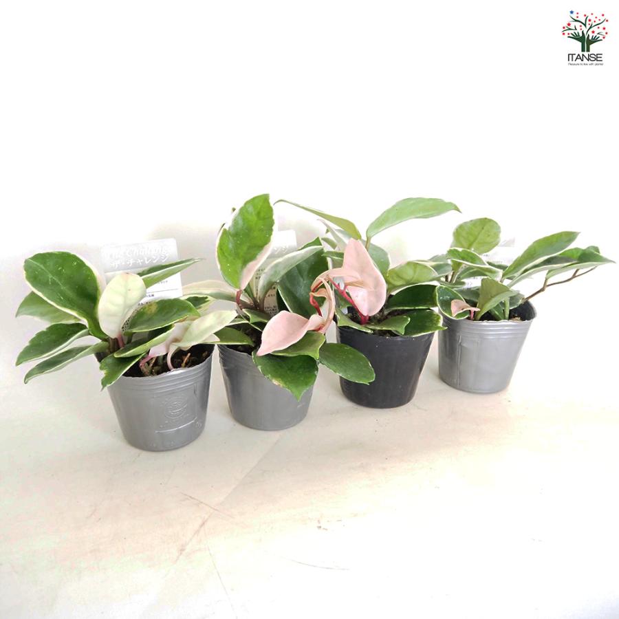 ホヤ カルノーサ 観葉植物 3号/お買い得2個セット サクララン ワックス