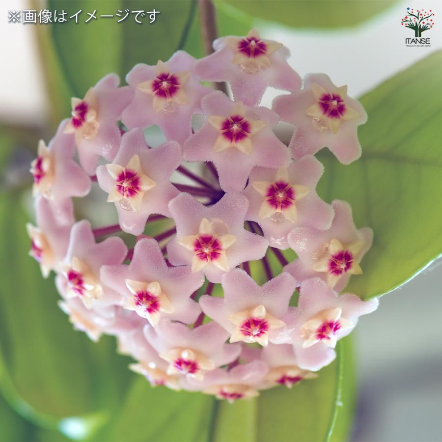 訳あり株 可愛いお花～⭐️ホヤ カルノーサ ②⭐️サクララン　観葉植物 ピンク ホヤ カルノーサ 観葉植物 3号/お買い得2個セット サクララン ワックス
