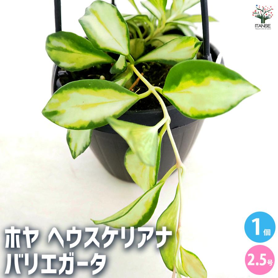 ホヤ ヘウスケリアナ バリエガータ 吊り 観葉植物 2.5号/1個売り