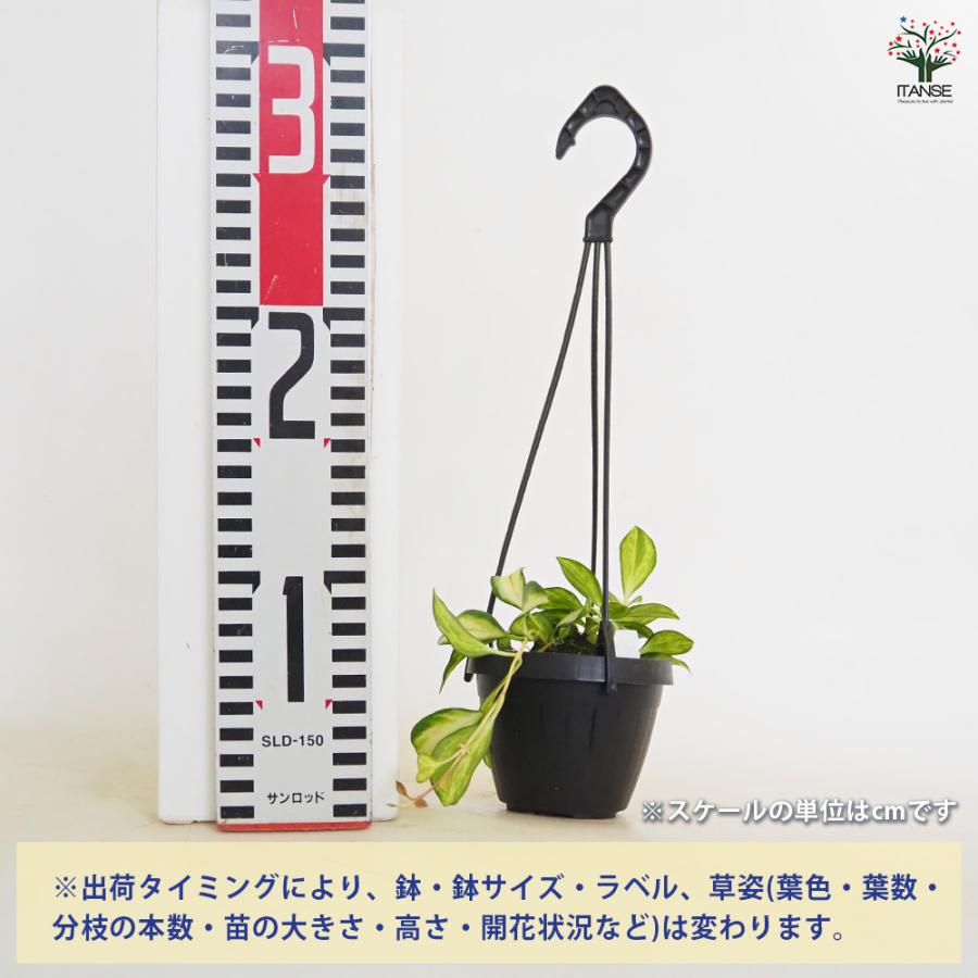 ホヤ ヘウスケリアナ バリエガータ 吊り 観葉植物 2.5号/1個売り