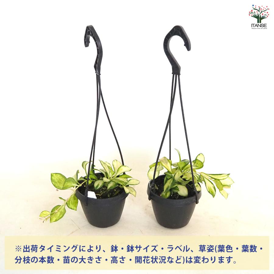 ホヤ ヘウスケリアナ バリエガータ 吊り 観葉植物 2.5号/1個売り