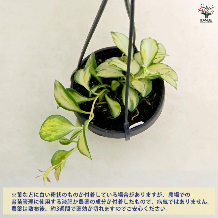 ホヤ ヘウスケリアナ バリエガータ 吊り 観葉植物 2.5号/1個売り