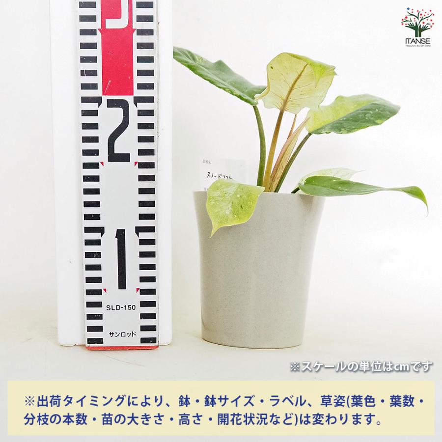 フィロデンドロン スノードリフト 観葉植物 4号/1個売り フィロデン