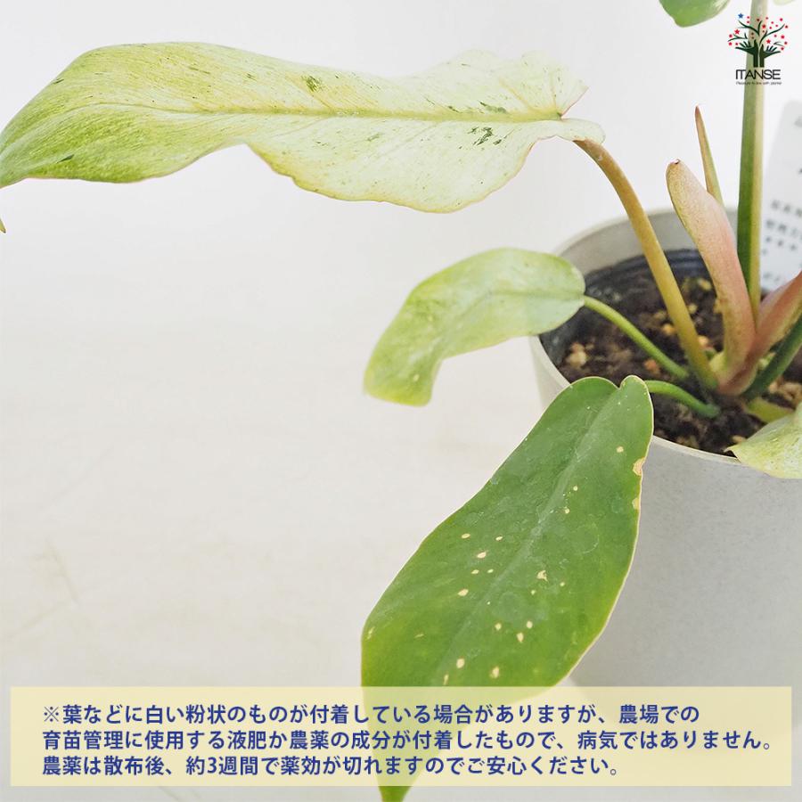 フィロデンドロン スノードリフト 観葉植物 4号/1個売り フィロデン