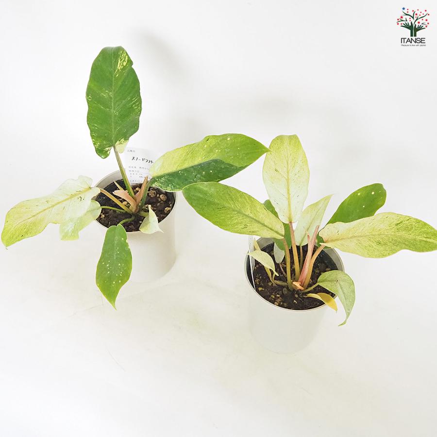 フィロデンドロン スノードリフト 観葉植物 4号/1個売り フィロデン