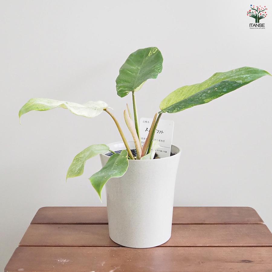 フィロデンドロン スノードリフト 観葉植物 4号/お買い得2個セット