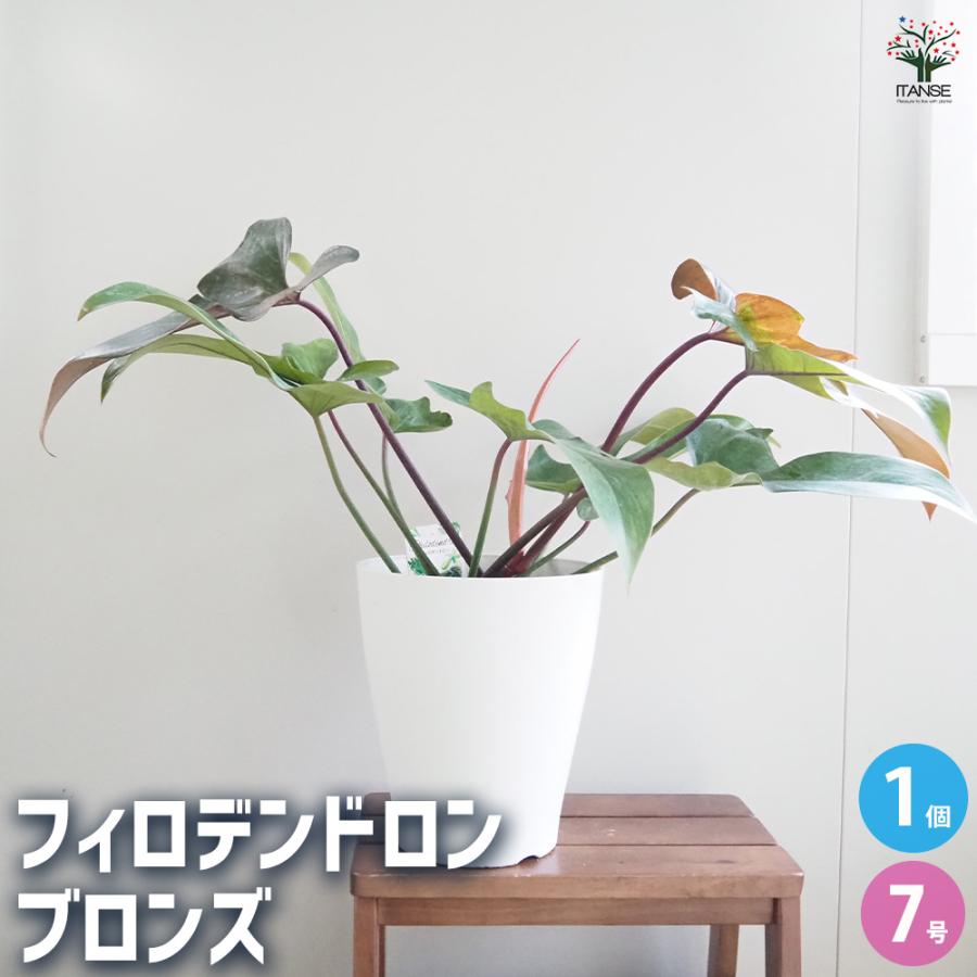 フィロデンドロン ブロンズ 観葉植物 7号/1個売り フィロデン リビング