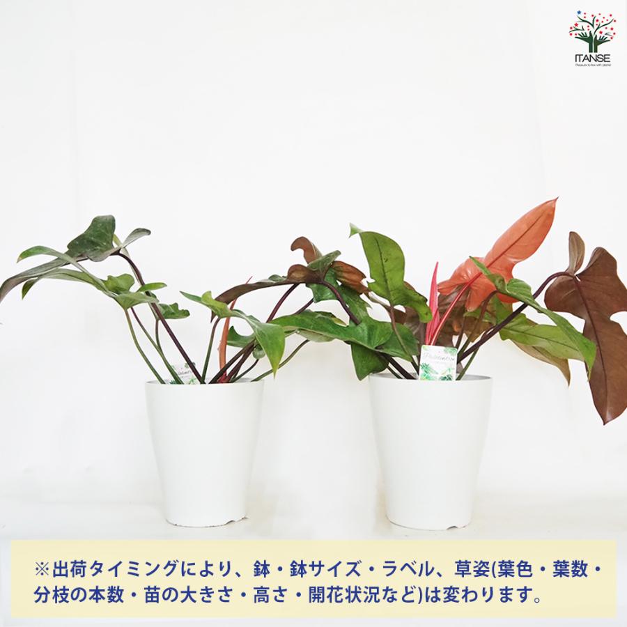 フィロデンドロン ブロンズ 観葉植物 7号/1個売り フィロデン リビング
