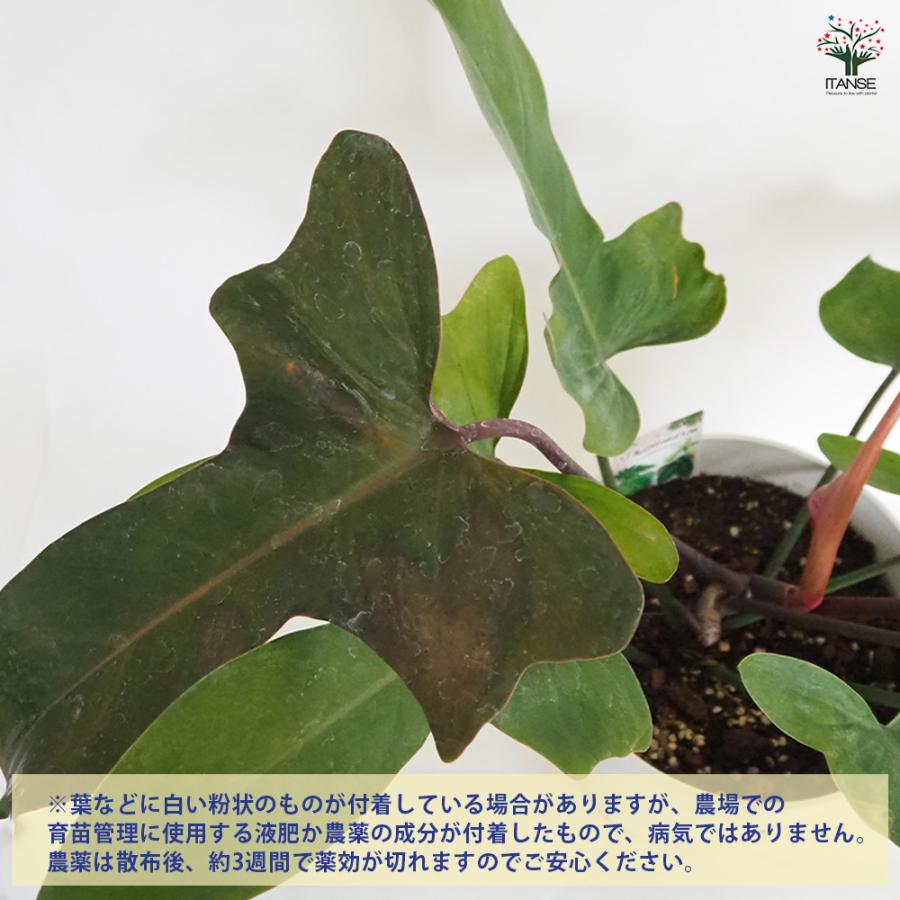 フィロデンドロン ブロンズ 観葉植物 7号/1個売り フィロデン リビング