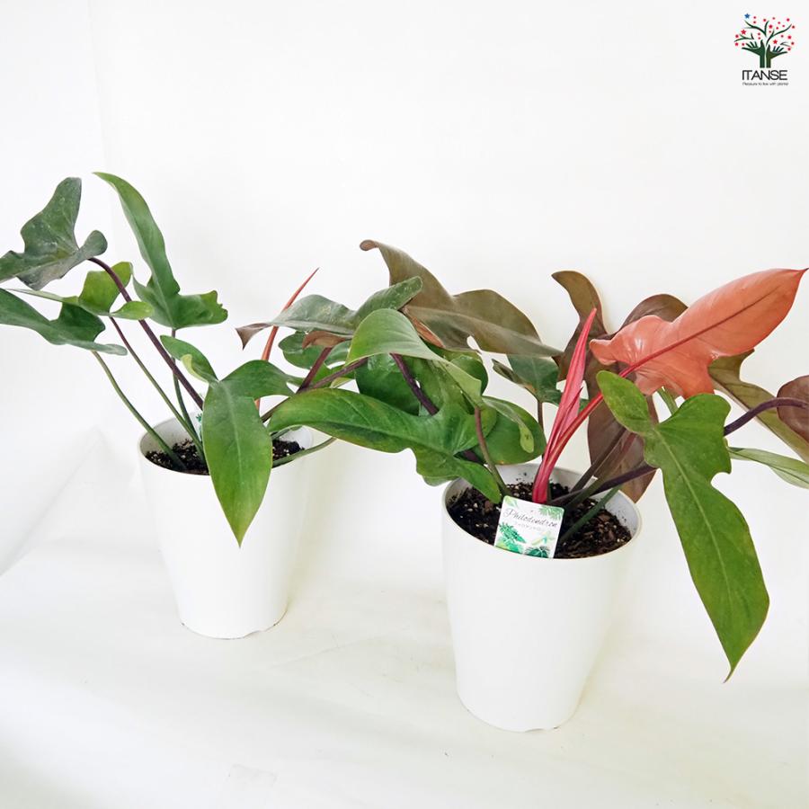 フィロデンドロン ブロンズ 観葉植物 7号/1個売り フィロデン リビング