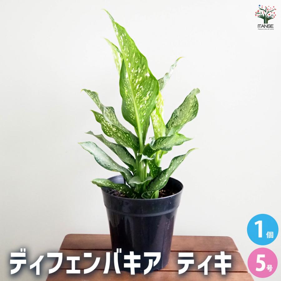 ディフェンバキア ティキ【M】 観葉植物 5号/1個売り Dieffenbachia