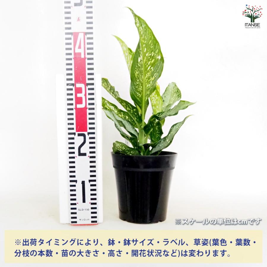 ディフェンバキア ティキ【M】 観葉植物 5号/1個売り Dieffenbachia