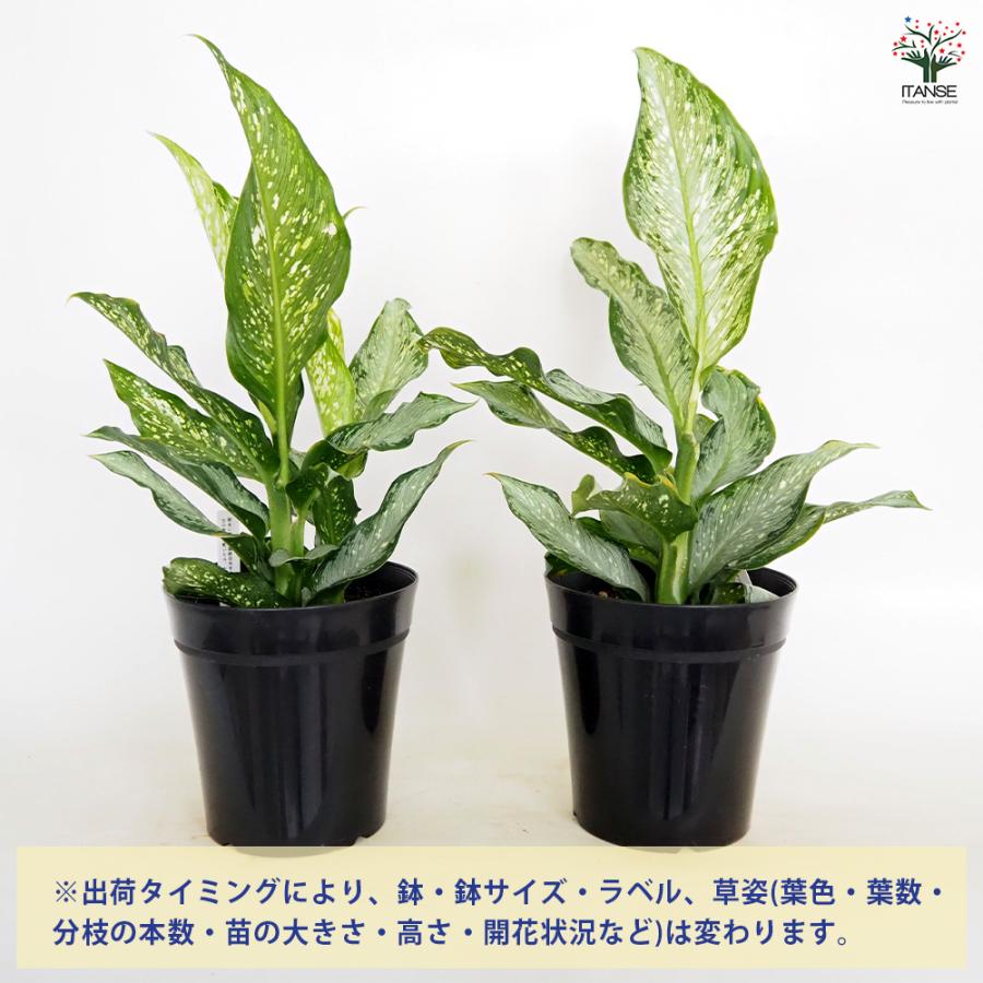 ディフェンバキア ティキ【M】 観葉植物 5号/1個売り Dieffenbachia