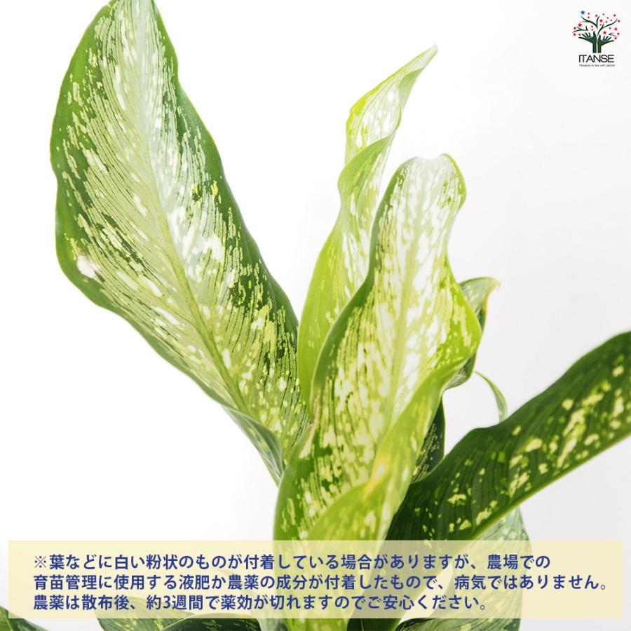 ディフェンバキア ティキ【M】 観葉植物 5号/1個売り Dieffenbachia