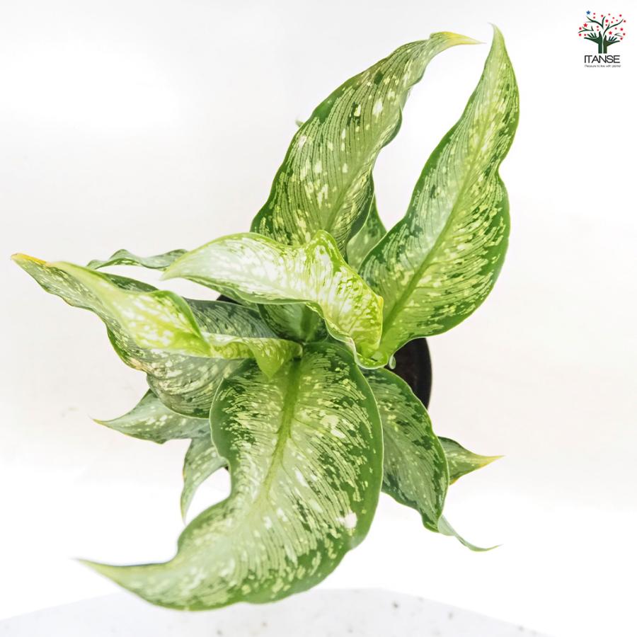 ディフェンバキア ティキ【M】 観葉植物 5号/1個売り Dieffenbachia