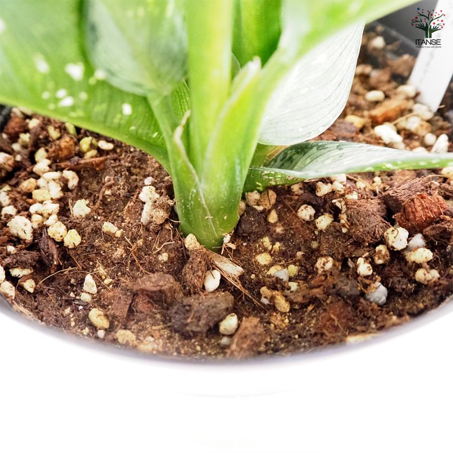 ディフェンバキア ティキ【M】 観葉植物 5号/1個売り Dieffenbachia