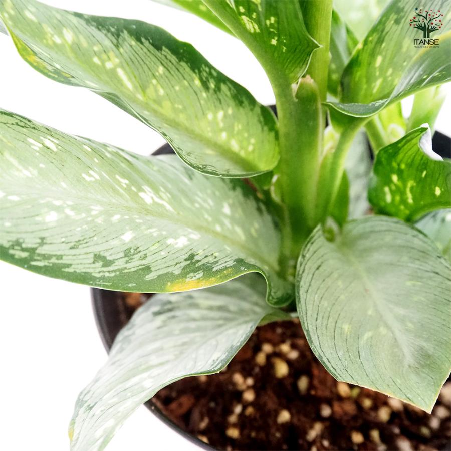 ディフェンバキア ティキ【M】 観葉植物 5号/1個売り Dieffenbachia