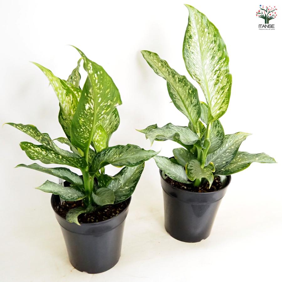 ディフェンバキア ティキ【M】 観葉植物 5号/1個売り Dieffenbachia