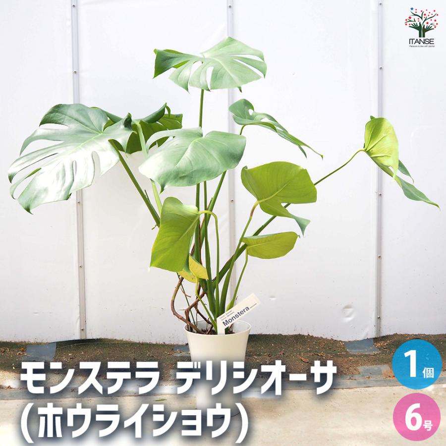 観葉植物 19 モンステラデリシオーサ カット苗2個セット