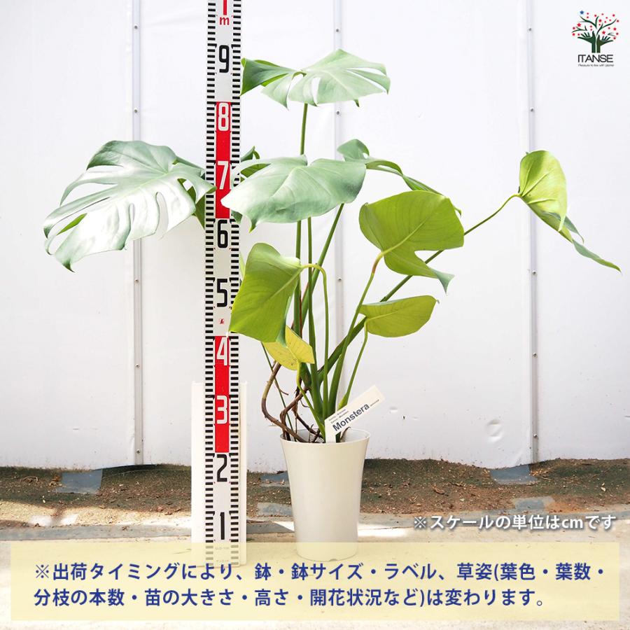 変葉　モンステラ　デリシオーサ　セット売り6株 モンステラ デリシオーサ(ホウライショウ) 観葉植物 6号/1個売り