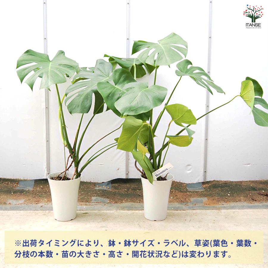 モンステラ デリシオーサ(ホウライショウ) 観葉植物 6号/1個売り