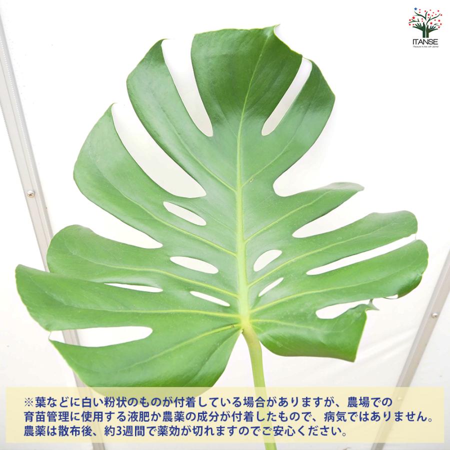 モンステラ デリシオーサ(ホウライショウ) 観葉植物 6号/1個売り