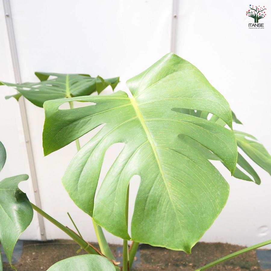 モンステラ デリシオーサ(ホウライショウ) 観葉植物 6号/1個売り